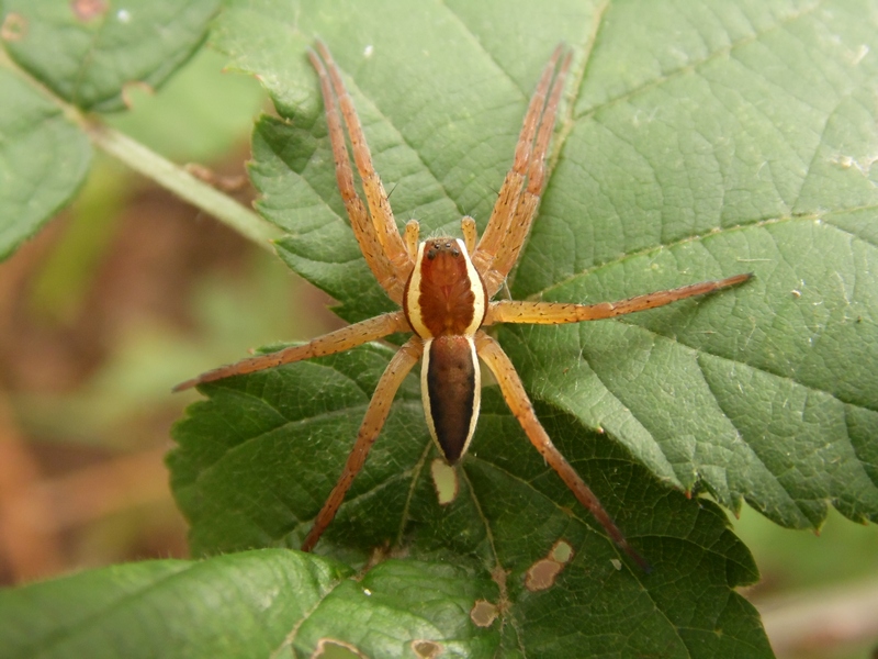 Dolomedes fimbriatus